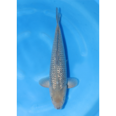 KGE.58 GINRIN SORAGOI KGE.58 GINRIN SORAGOI